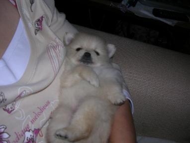 One of my homebred pups having a cuddle.
